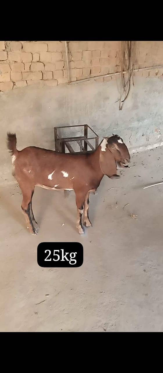 teddy Goat / Bakra / teddy / teddi bakra / بکری / goat 3