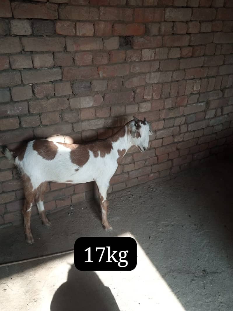 teddy Goat / Bakra / teddy / teddi bakra / بکری / goat 6