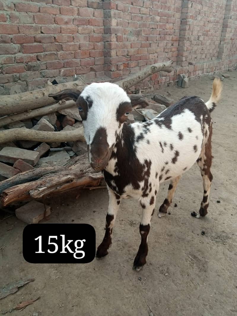 teddy Goat / Bakra / teddy / teddi bakra / بکری / goat 7