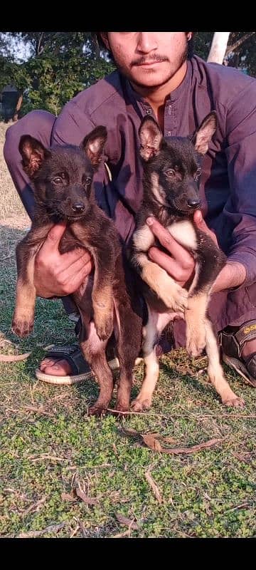 Alsatian pair 2 months for sale 0