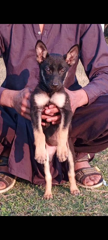 Alsatian pair 2 months for sale 2