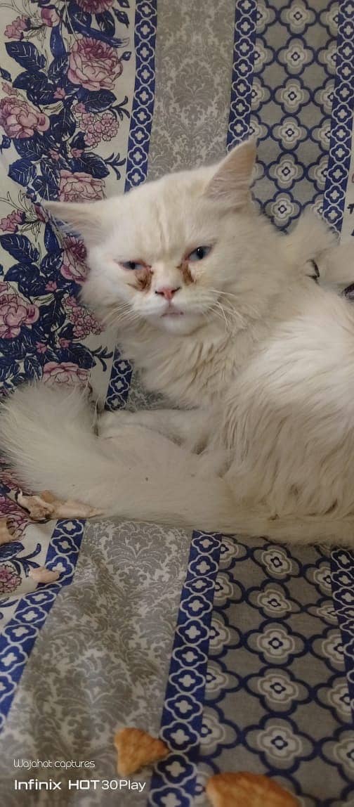 semi punch face Persian male cat triple coat 0