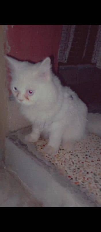 semi punch face Persian male cat triple coat 1