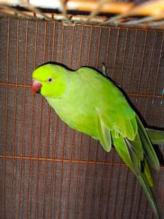 talking green parrot