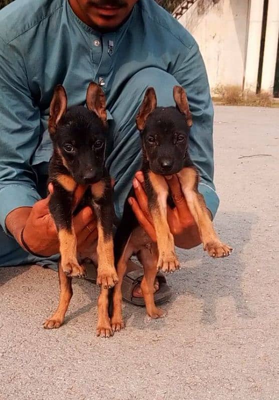 Alsatian pair 2 months for sale 1