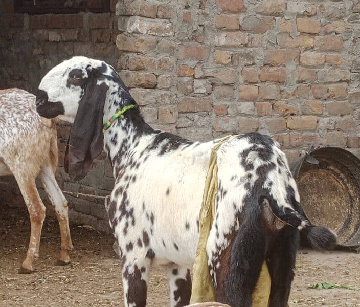 white makhichni dudh wali bakri 0