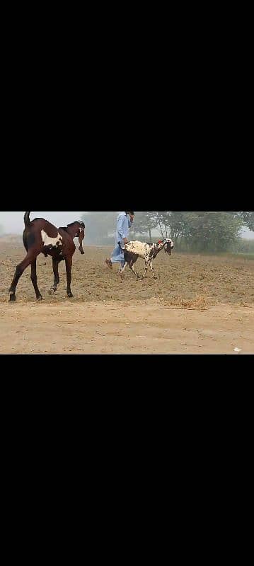 white makhichni dudh wali bakri 7