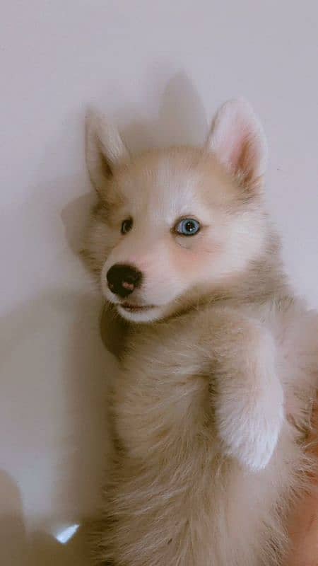 husky siberian rare copper mixture with blue eyes 0