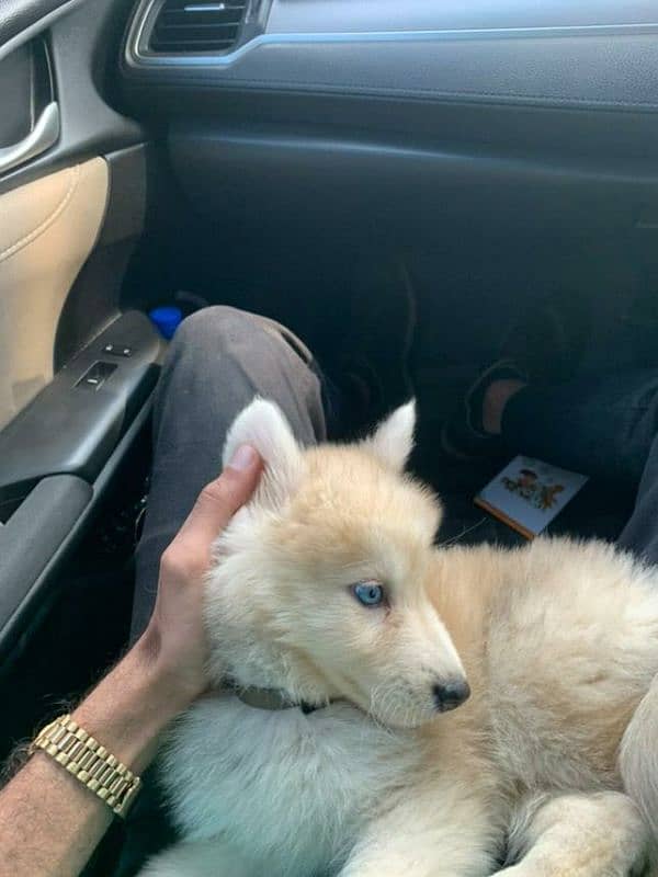 husky siberian rare copper mixture with blue eyes 1