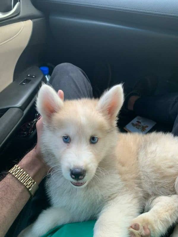 husky siberian rare copper mixture with blue eyes 3