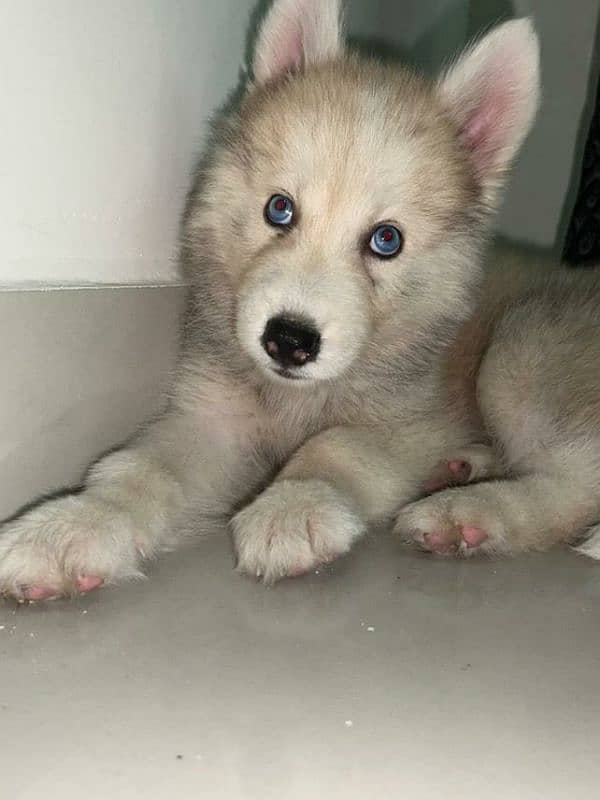 husky siberian rare copper mixture with blue eyes 4