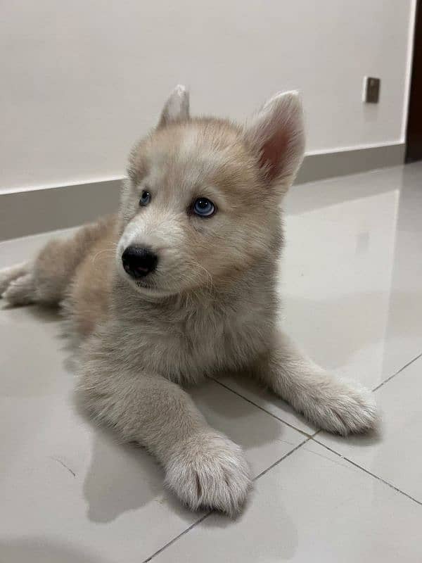 husky siberian rare copper mixture with blue eyes 5