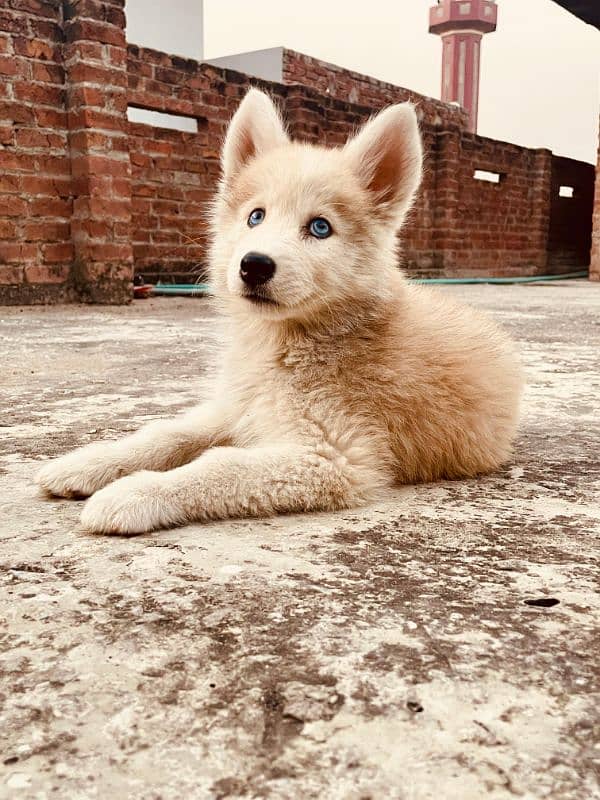 husky siberian rare copper mixture with blue eyes 6