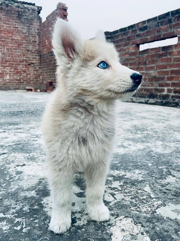 husky siberian rare copper mixture with blue eyes 7