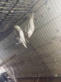 albino lovebirds black eye