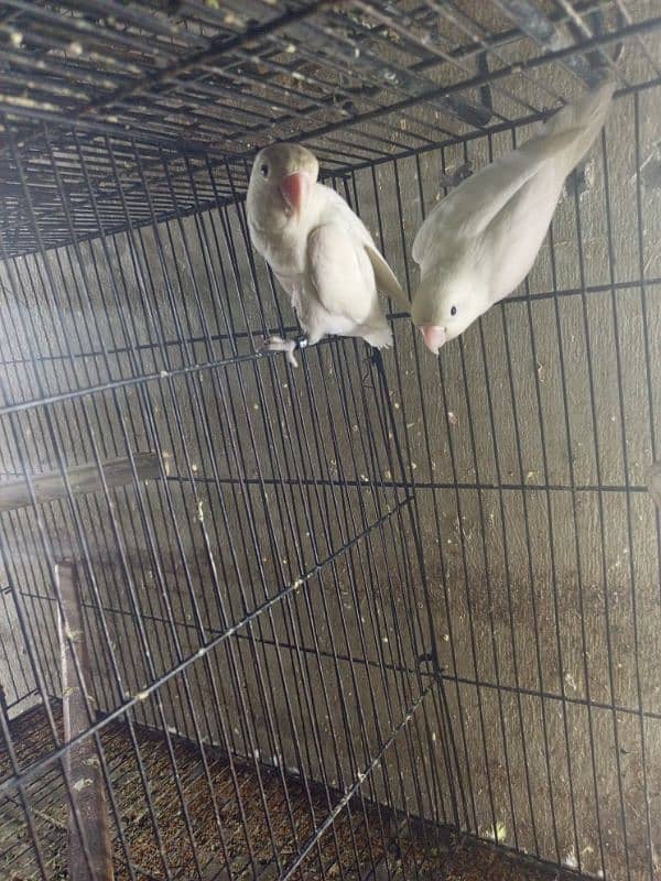 albino lovebirds black eye 2