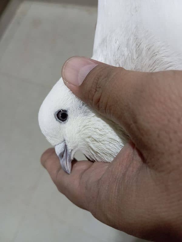 Kalduma & Rampuri Breeder Pair 0