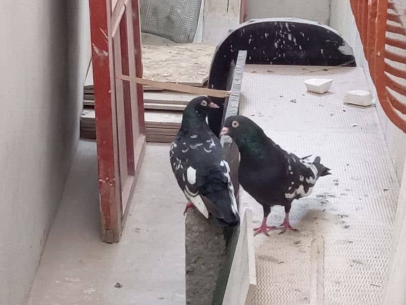 Kalduma & Rampuri Breeder Pair 14