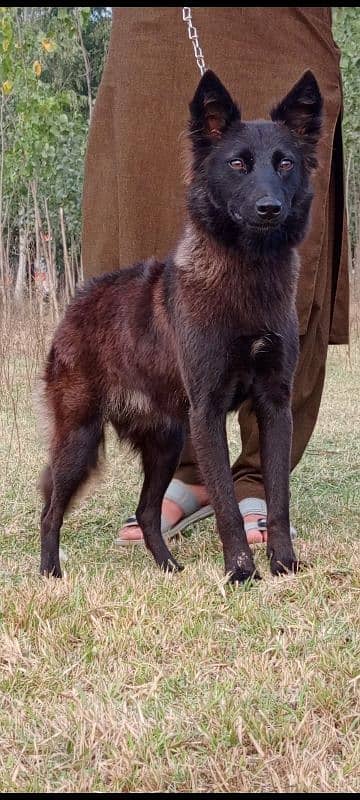 Belgium Shepherd female 6 months for sale 0