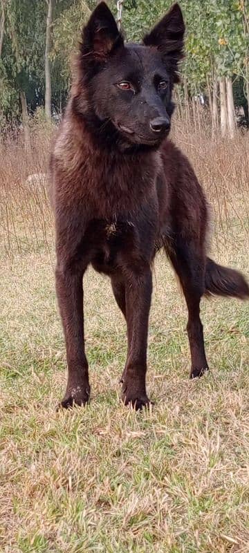 Belgium Shepherd female 6 months for sale 1