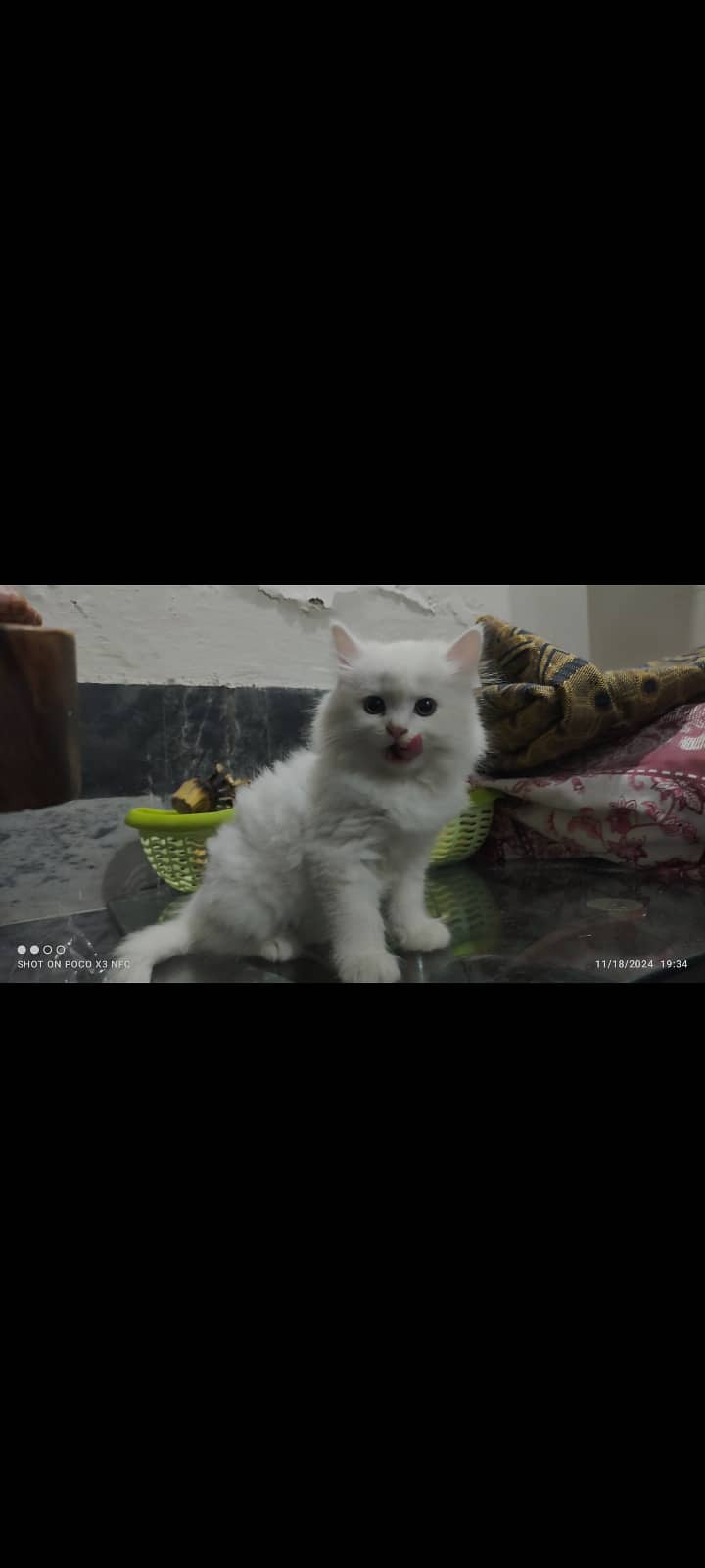 Persian cat 0