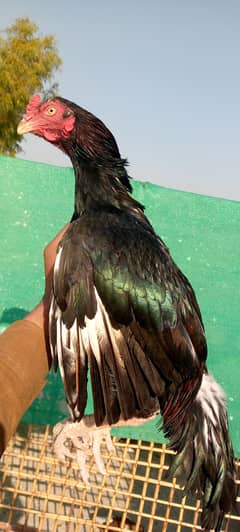 Mainwali aseel,lasani,Heera,Topla,jawa,lakha,peela all murg available