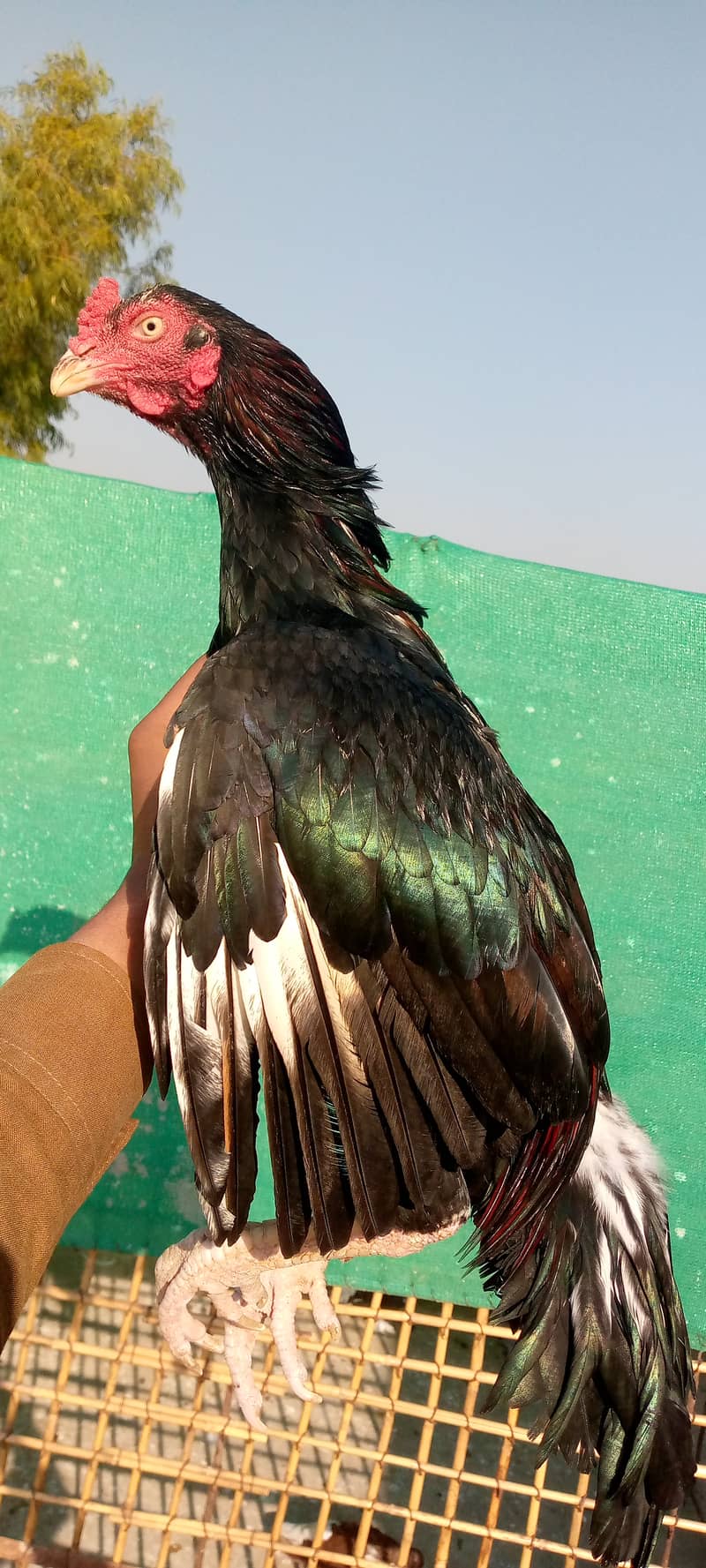 Mainwali aseel,lasani,Heera,Topla,jawa,lakha,peela all murg available 0