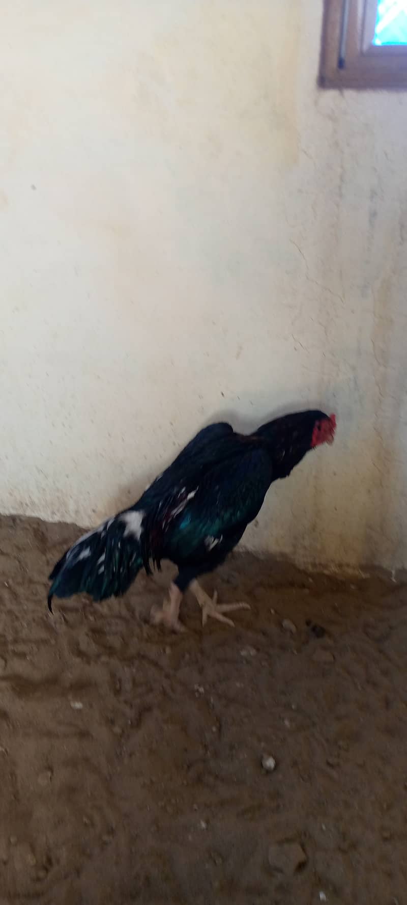 Mainwali aseel,lasani,Heera,Topla,jawa,lakha,peela all murg available 3