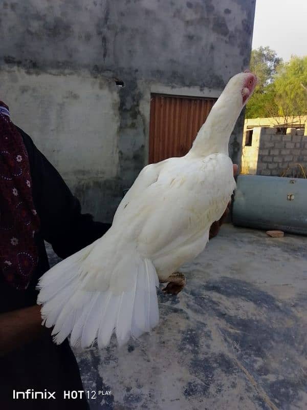 Mainwali aseel,lasani,Heera,Topla,jawa,lakha,peela all murg available 4