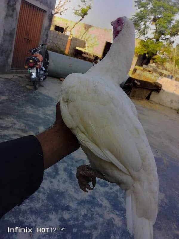 Mainwali aseel,lasani,Heera,Topla,jawa,lakha,peela all murg available 5