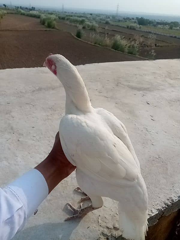 Mainwali aseel,lasani,Heera,Topla,jawa,lakha,peela all murg available 6