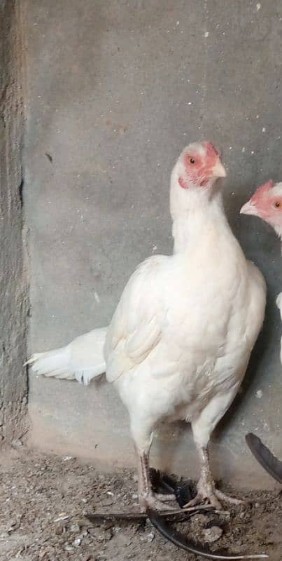 Mainwali aseel,lasani,Heera,Topla,jawa,lakha,peela all murg available 7