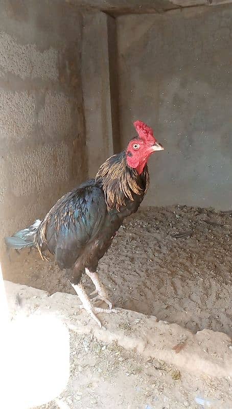 Mainwali aseel,lasani,Heera,Topla,jawa,lakha,peela all murg available 8