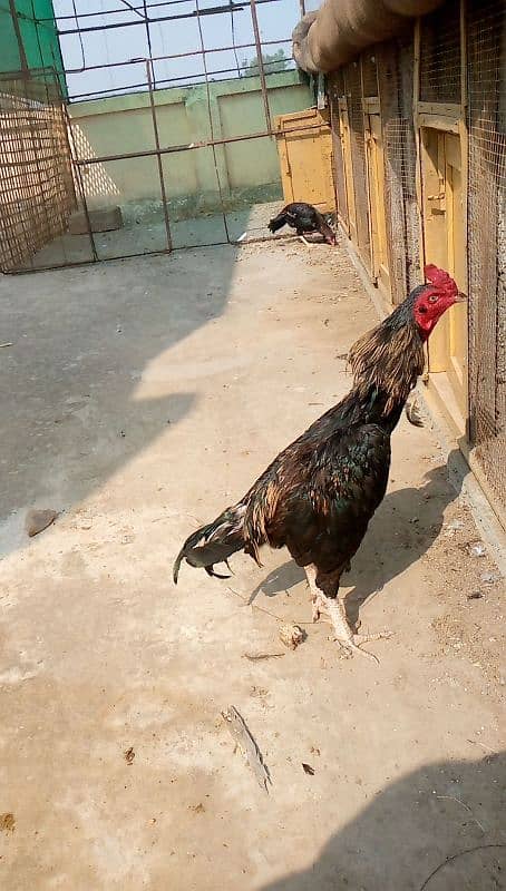 Mainwali aseel,lasani,Heera,Topla,jawa,lakha,peela all murg available 9