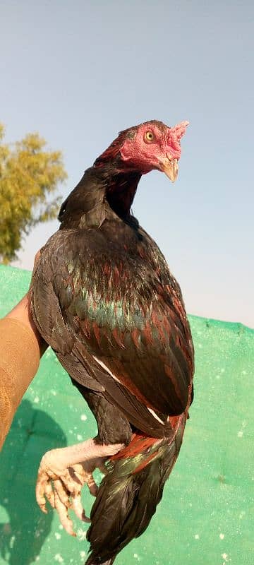 Mainwali aseel,lasani,Heera,Topla,jawa,lakha,peela all murg available 11