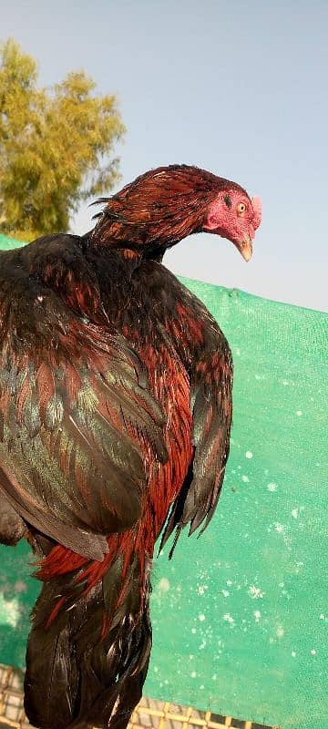 Mainwali aseel,lasani,Heera,Topla,jawa,lakha,peela all murg available 12