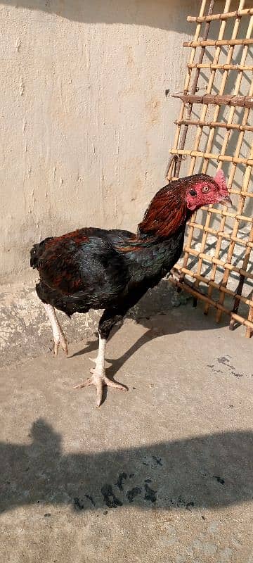 Mainwali aseel,lasani,Heera,Topla,jawa,lakha,peela all murg available 14