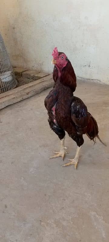 Mainwali aseel,lasani,Heera,Topla,jawa,lakha,peela all murg available 15