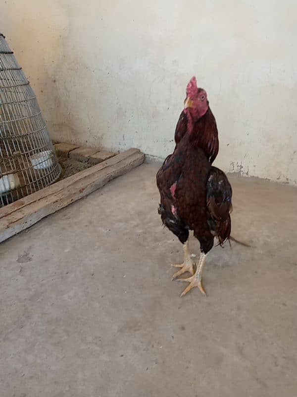 Mainwali aseel,lasani,Heera,Topla,jawa,lakha,peela all murg available 16