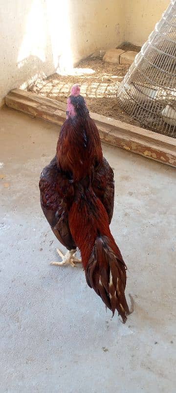 Mainwali aseel,lasani,Heera,Topla,jawa,lakha,peela all murg available 17