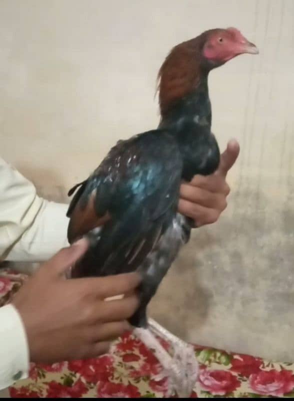 Mainwali aseel,lasani,Heera,Topla,jawa,lakha,peela all murg available 18