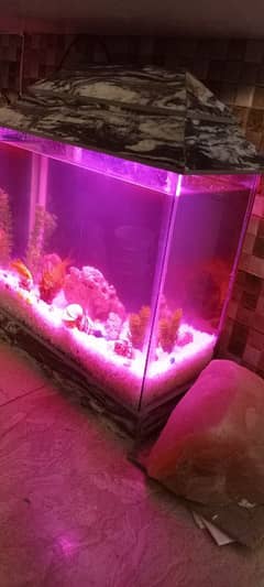 Fish and Acquarium for sale new