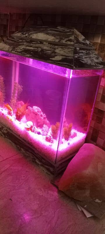 Fish and Acquarium for sale new 0