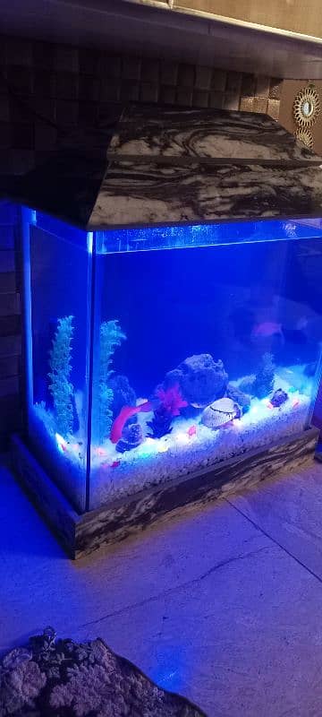 Fish and Acquarium for sale new 1