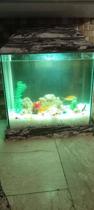 Fish and Acquarium for sale new 2