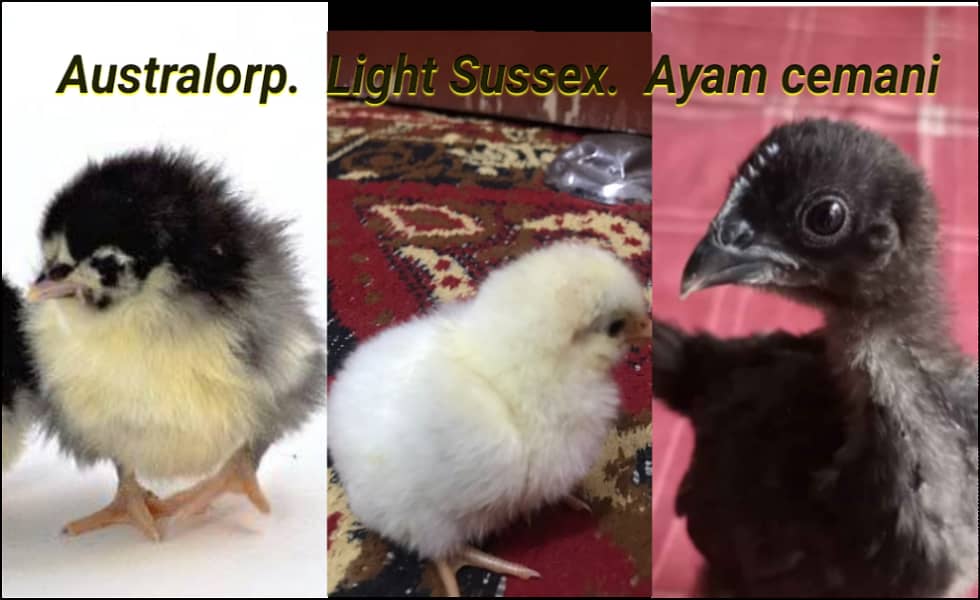 ayam cemani |  Light sussex 3