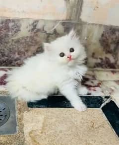 Persian Cat for sale my WhatsApp number03260536967