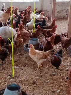 Golden Misri chicken and eggs (Single)and(Wholesale)