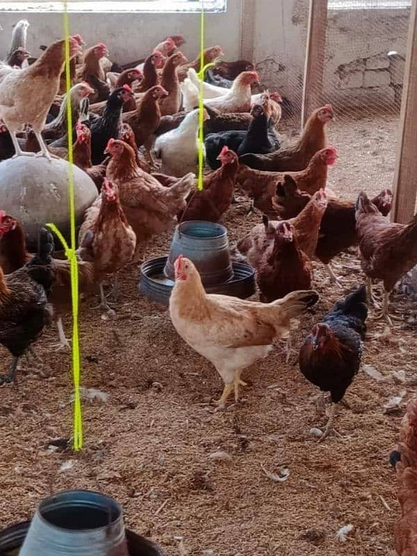 Golden Misri chicken and eggs (Single)and(Wholesale) 0