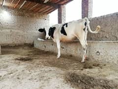 3 months pregnant Friesian heifer/cow